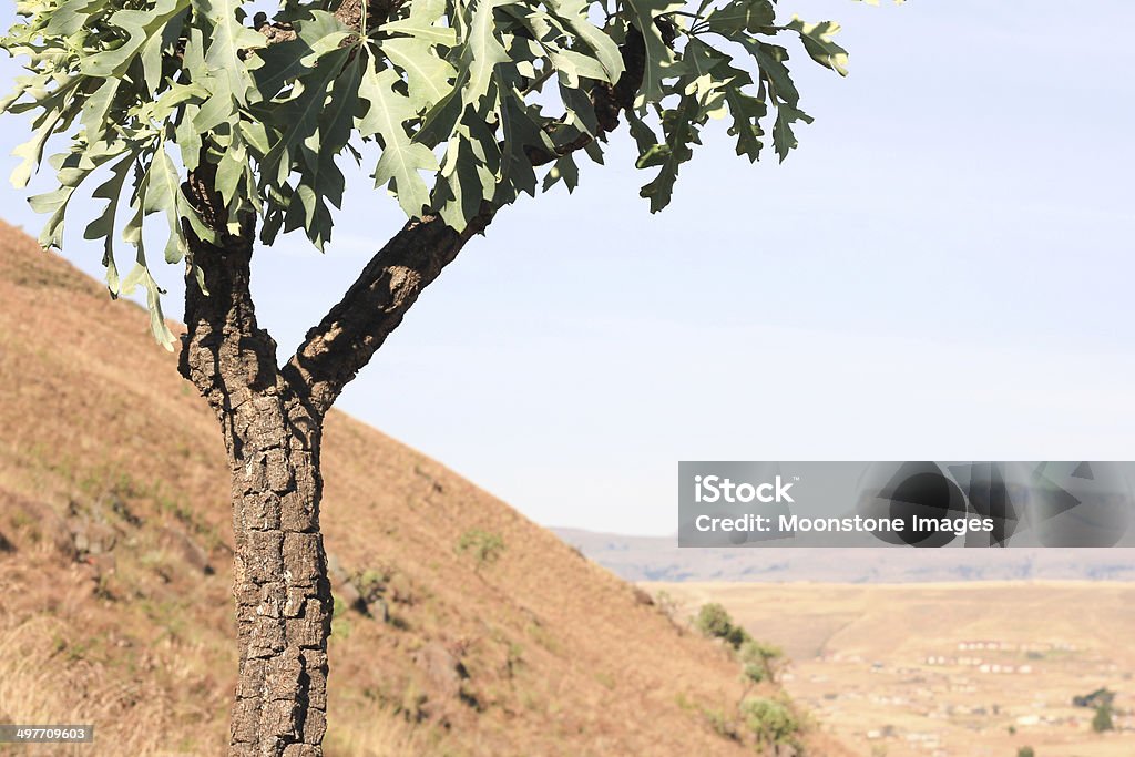 Kohl Baum im Royal Natal-Nationalpark, Südafrika - Lizenzfrei Afrika Stock-Foto