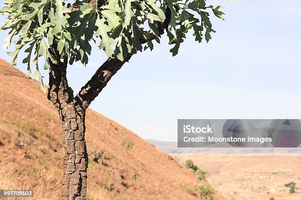 Repolho Árvore No Parque Nacional Royal Natal África Do Sul - Fotografias de stock e mais imagens de Afloramento