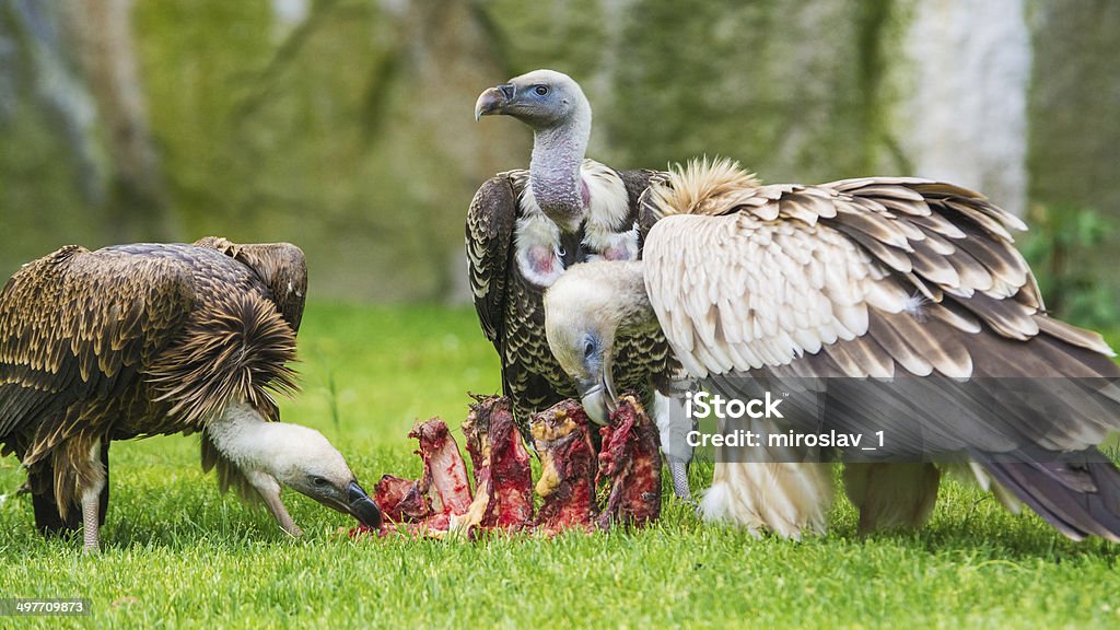 Vultures Eating Stock Photo - Download Image Now - Eating, Animal, Animal  Body - iStock