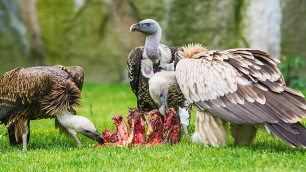 os abutres comer - griffon vulture imagens e fotografias de stock