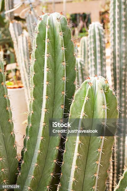 Kaktuspflanzen Stockfoto und mehr Bilder von Dornig - Dornig, Fotografie, Grün