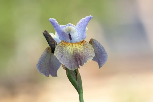 Multicolor iris flower bud blossom