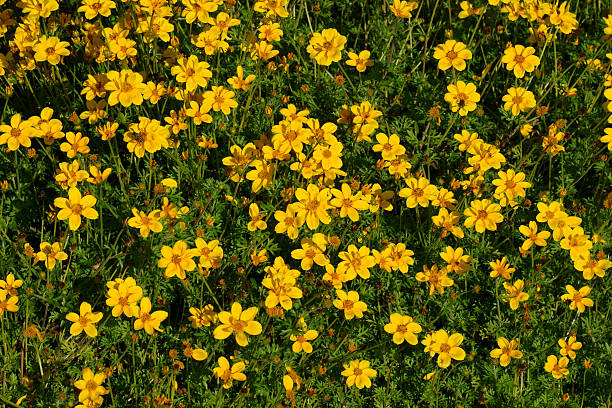 istock Yellow flowers in the garden 497710695