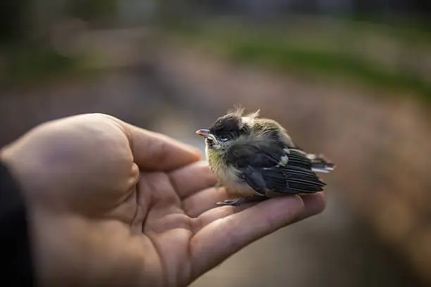 fragile baby baby wagtail in hand