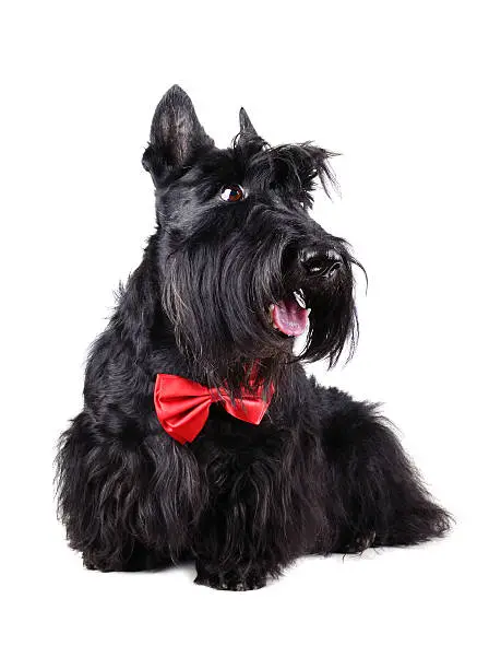Scotch terrier wearing a red bow tie isolated on a white background