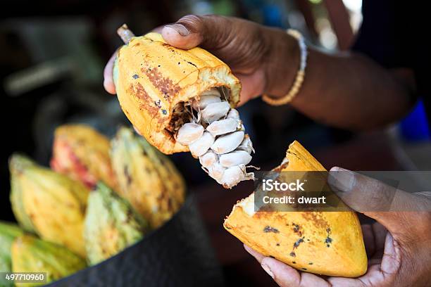 Raw Chocolate Plant Stock Photo - Download Image Now - Cacao Fruit, Seed, Bean