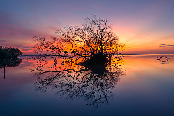 arbre mort et de soleil et de la mer et du ciel - driftwood wood water sunrise photos et images de collection