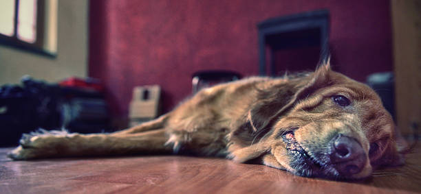 istock Pet dog resting on the floor. 497711596
