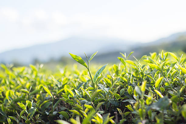 istock Tea bud and leaves. Tea plantations,Thailand. 497711620