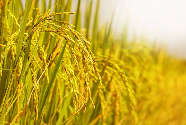 rice field rice field rice paddy stock pictures, royalty-free photos & images