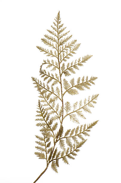 istock Christmas decorative golden leaves 497711786