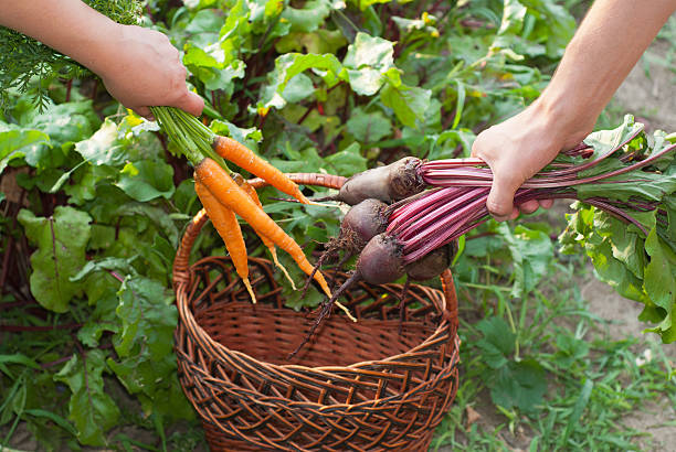 Beetroot and Carrots