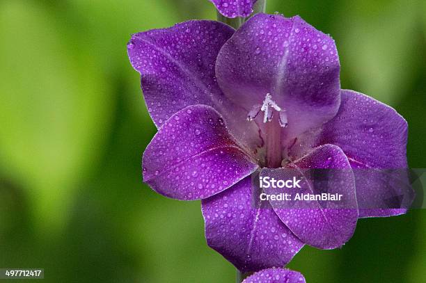 Gladiolo Fiori Viola - Fotografie stock e altre immagini di Ambientazione esterna - Ambientazione esterna, Composizione orizzontale, Costa del Golfo degli Stati Uniti d'America