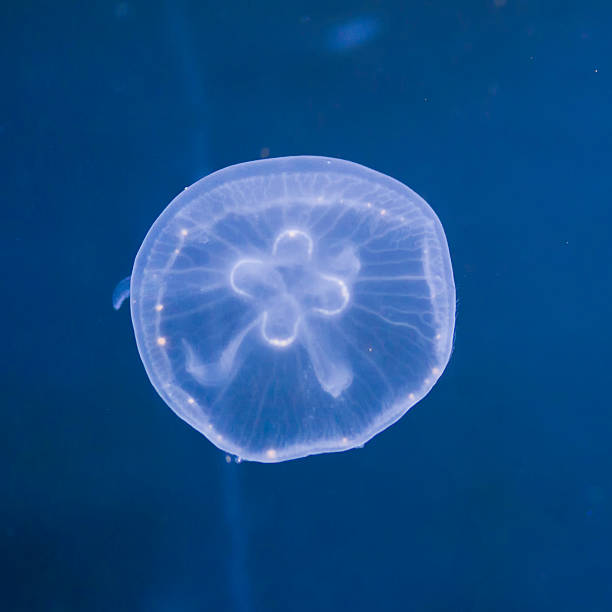 chełbia modra - jellyfish moon jellyfish underwater wildlife zdjęcia i obrazy z banku zdjęć