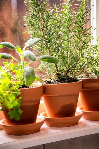 Variety of fresh herbs in terra cotta pots in a window sill.  2 shot pano