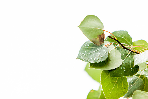 Green leaves with water droplets on them. Shot on a white background. Leaves take up the right side of the image, open space on the left side.