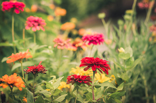 istock Zinnia flower vintage 497713987
