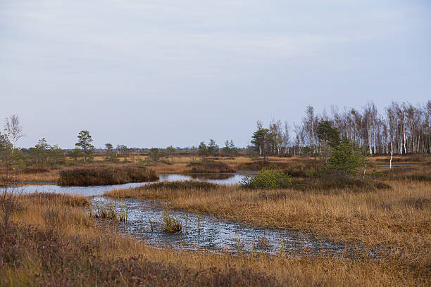 istock Swamp with creek in the autumn 497714644