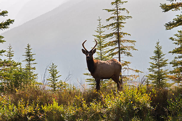 istock Male elk on a riverbank 497714698