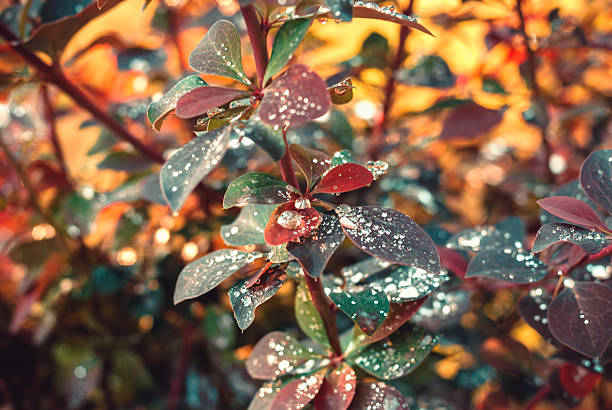 istock Drops of fresh dew on leaves 497714879