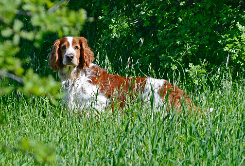 Welsh Springer Spaniel dog standing sideways in a field of tall grass