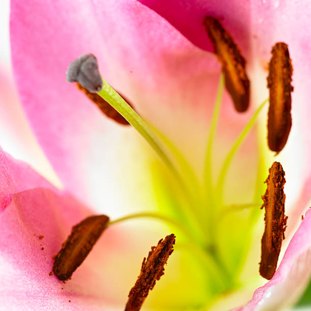 istock Detail of a flower 497715231