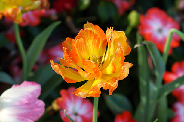 istock Tulips are blooming in the garden. 497715277