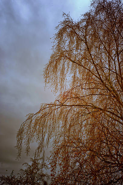 istock Autumn Scenery - Wipping Willow 497715354
