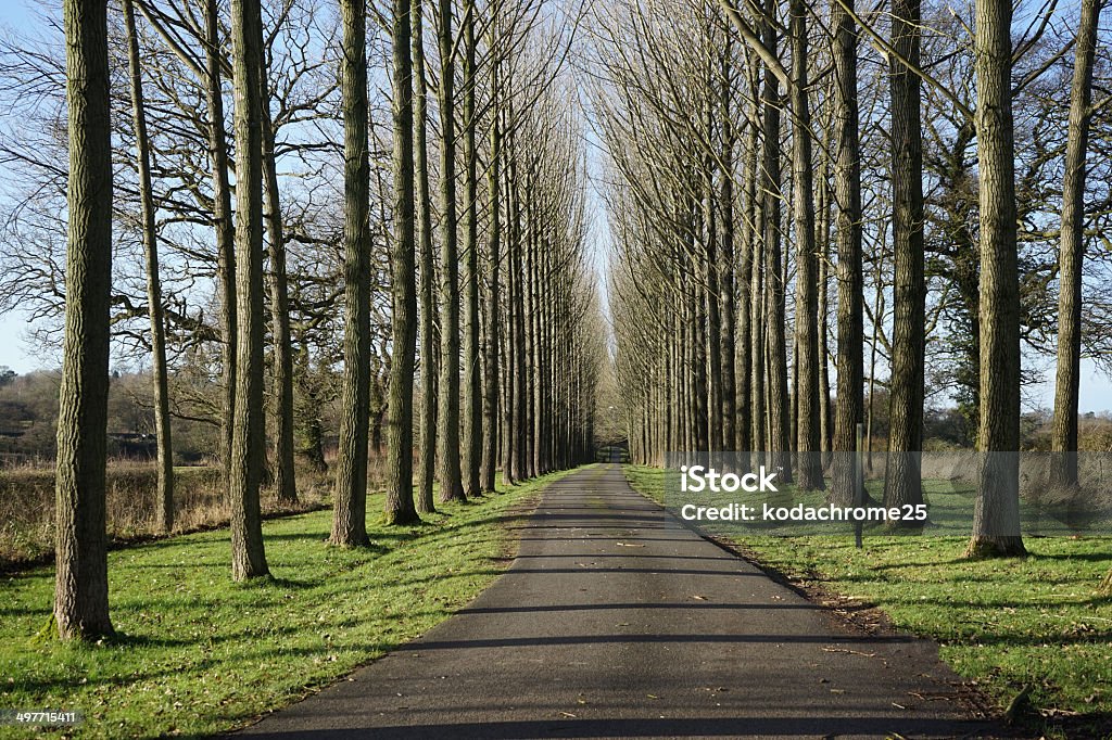 Carretera de campo - Foto de stock de Agricultura libre de derechos