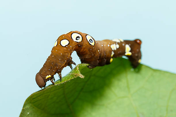istock Brown and white dot caterpillar of  othreis 497715722