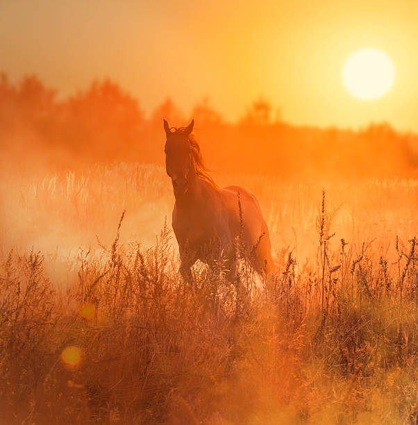 istock horse run on sunset background 497739188