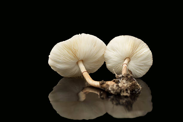 istock Raw mushrooms isolated on black background 497739674