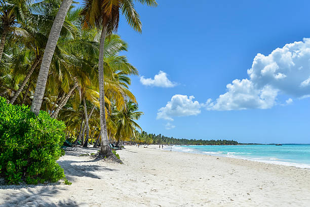 istock Sandy Caribbean Beach with Coconut Palm Trees 497741164