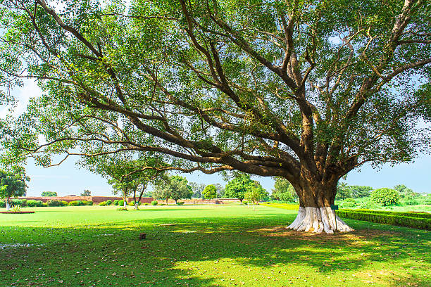 istock Park in summer with big trees in India 497742732