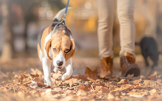 istock Beagle dog with girl in autumn walk 497743342