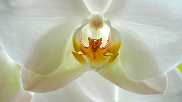 Orchid stock photo