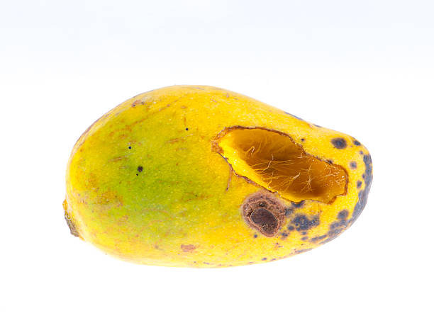 Rotting mangos hi-res stock photography and images - Alamy