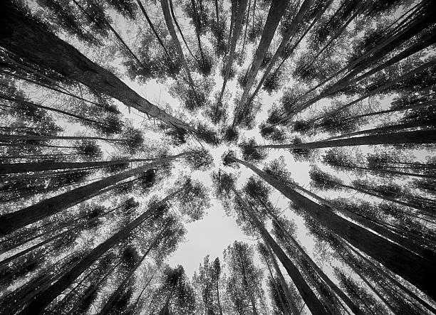istock Under view Of Tall Pine Trees with sky 497744586