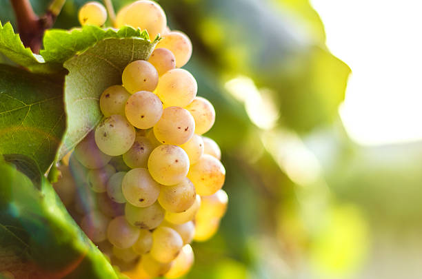 white grapes with bokeh