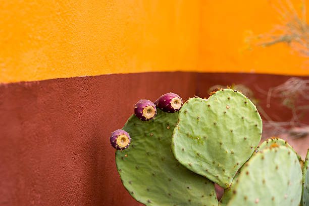 istock Budding Cactus Plant In Front of a Colorful Wall 497745440