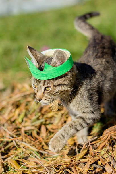 istock cat with a crown on the yellow leaves, autumn 497745752