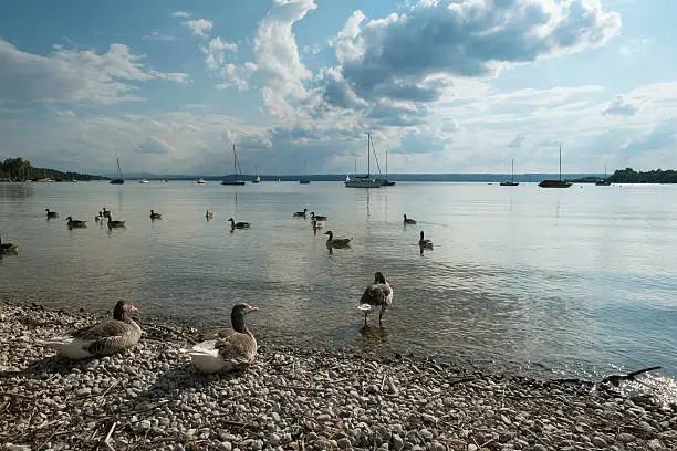 Ducks and Sailing Boats at the Ammersee in Herrsching, Bavaria