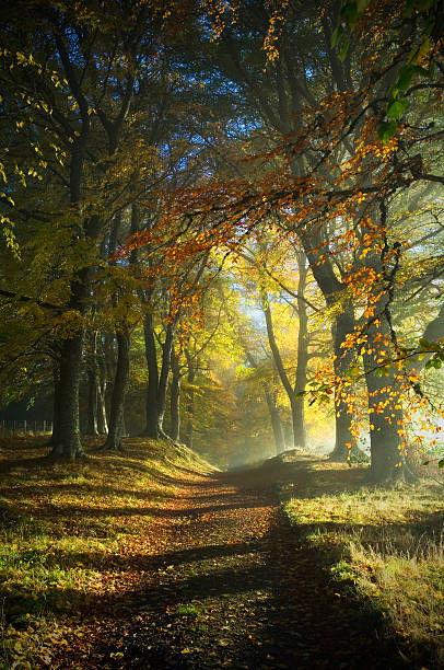 Path through autumn woods stock photo