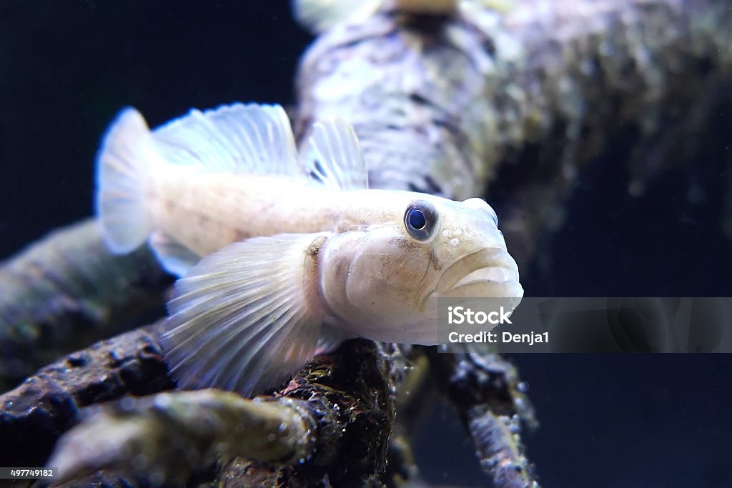 Round Goby (Neogobius melanostomus) Round Goby resting in vegetation in its natural habitat 2015 Stock Photo