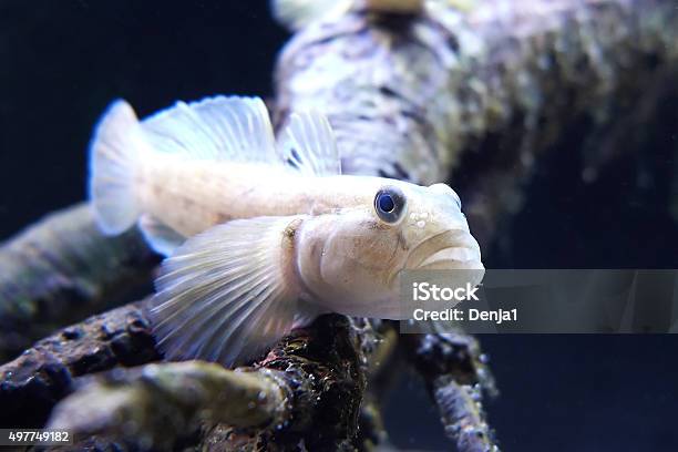 Round Goby Stock Photo - Download Image Now - 2015, Animal, Animal Wildlife