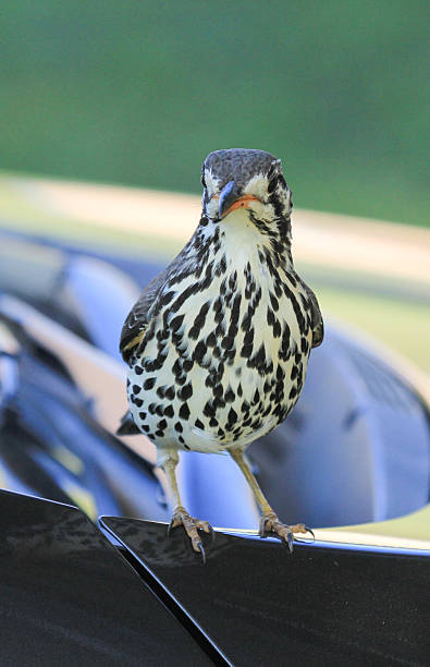 istock Groundscraper Thrush in Royal Natal National Park, South Africa 497749577