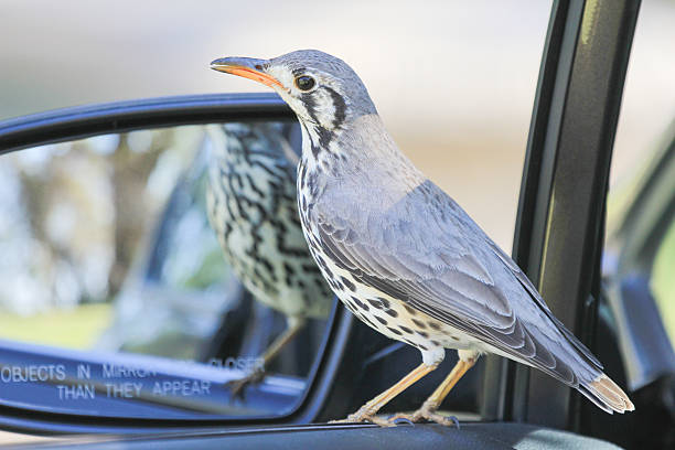 istock Groundscraper Thrush in Royal Natal National Park, South Africa 497749583