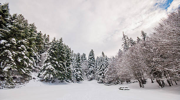 istock Winter scene with trees in Abant - Bolu 497749657