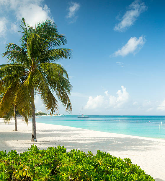 paradise beach en una isla tropical - agua de jamaica fotografías e imágenes de stock