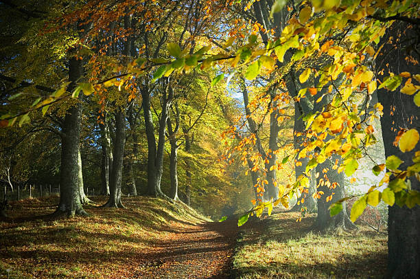 Path through autumn woods stock photo